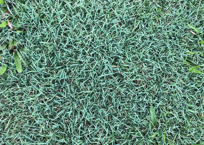 This Hydromulch Seed Hides Tropical Secrets That Make Lawns Shine Like Never Before!